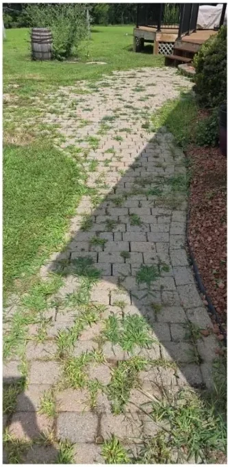 Paver walkway before cleaning by NextGen Power Wash